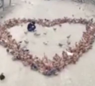 Man to tinh doc dao bang dan ga cua anh nong dan hinh anh