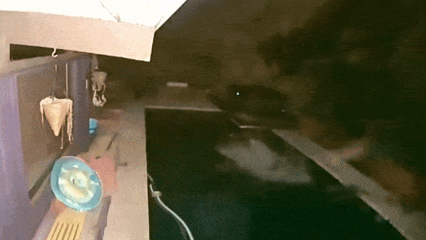 Su tu duoi theo con moi vao tan be boi nha dan tai My hinh anh