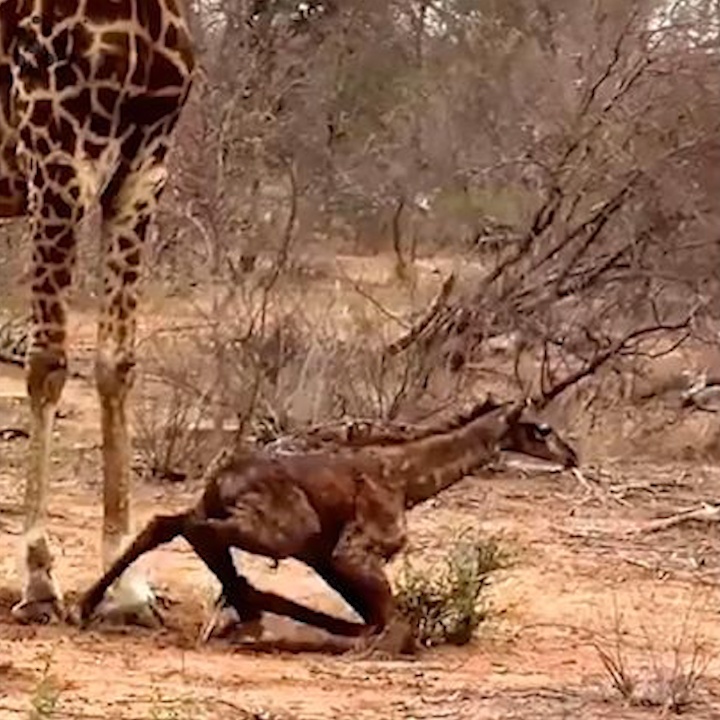 Nhung con vat dang yeu tap buoc di dau tien hinh anh