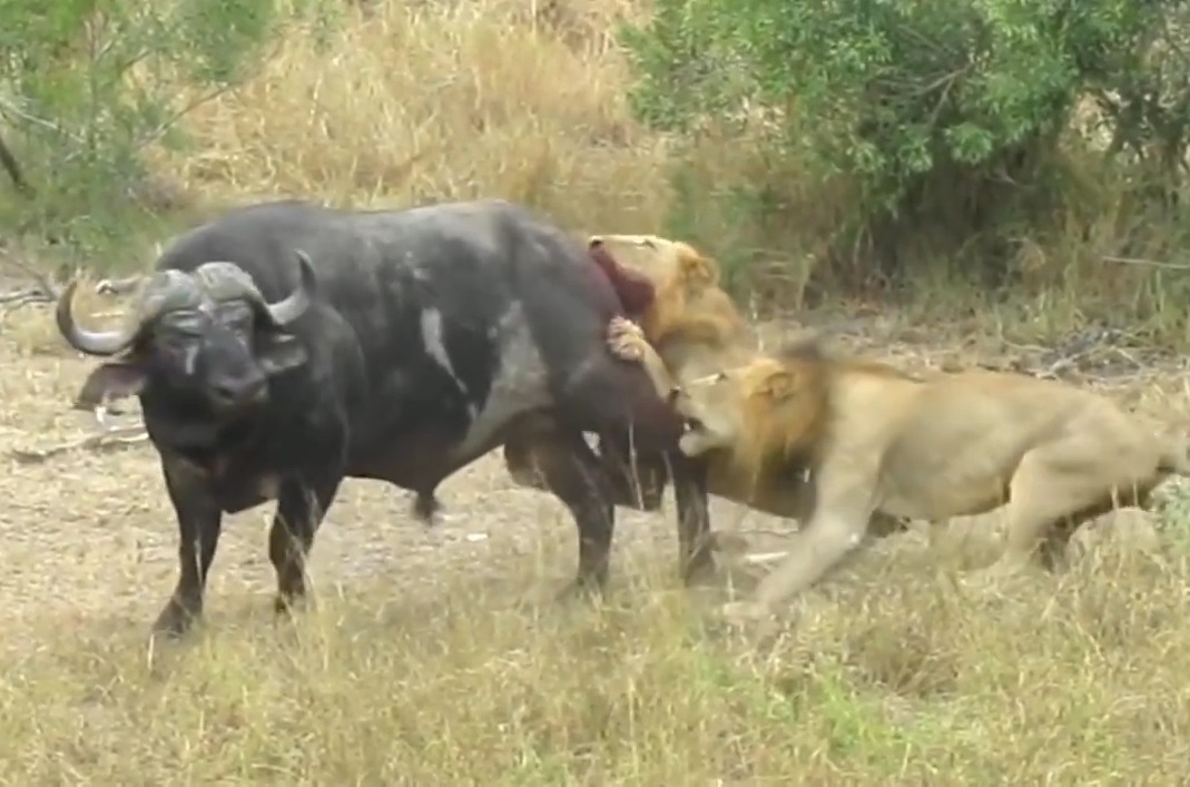 Trau rung ta xung huu dot giua vong vay cua 2 su tu hinh anh