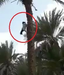 De di tren cay dung dung, leo treo nhu khi hinh anh