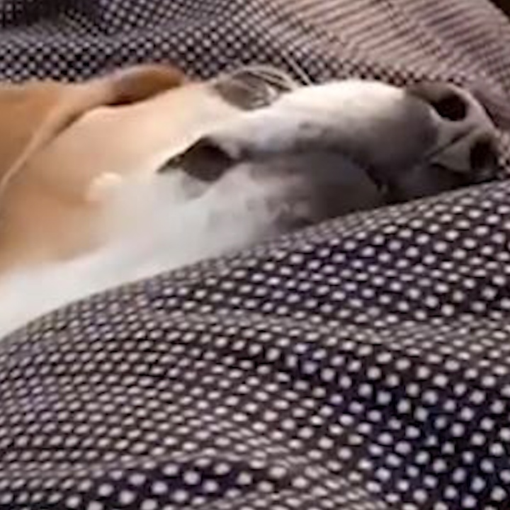 Chu cho biet gia vo chet khi bi ban trung hinh anh