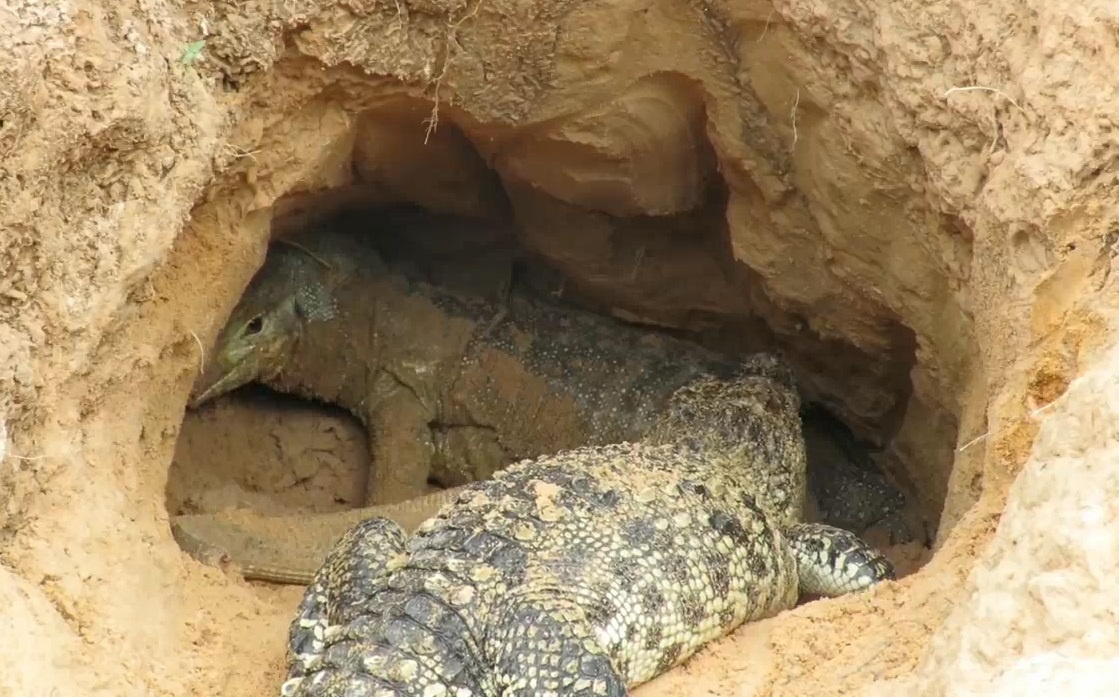 Rong Komodo 'dai chien' ca sau da de bao ve to trung hinh anh