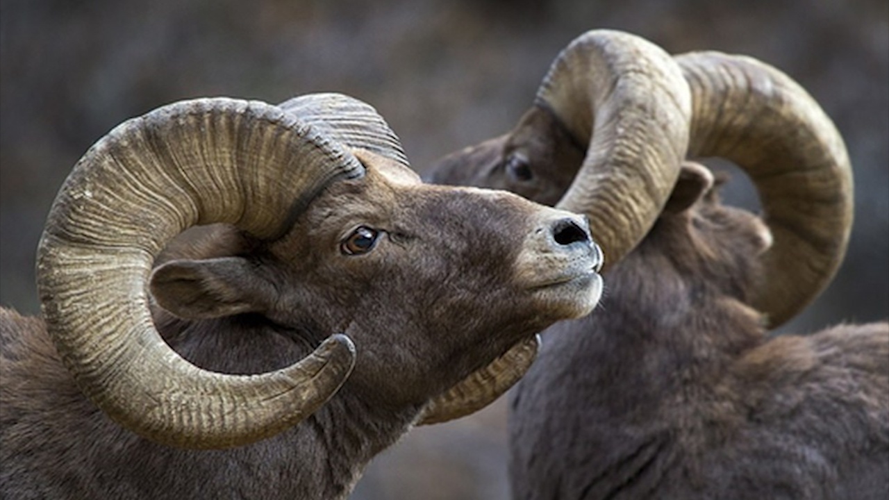 Dan cuu Argali quy hiem duoc nhin thay o Trung Quoc hinh anh