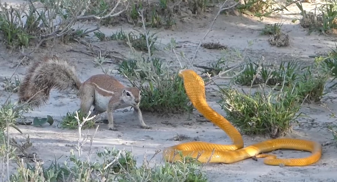 Soc me danh duoi ran ho mang vang ra khoi to de bao ve con hinh anh