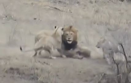 Su tu duc vo tinh cuu lon rung thoat khoi ‘tu than’ hinh anh