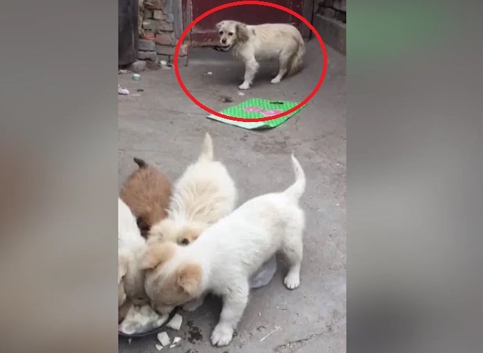 Cam dong cun con nhin doi nhuong thuc an cho cho me hinh anh