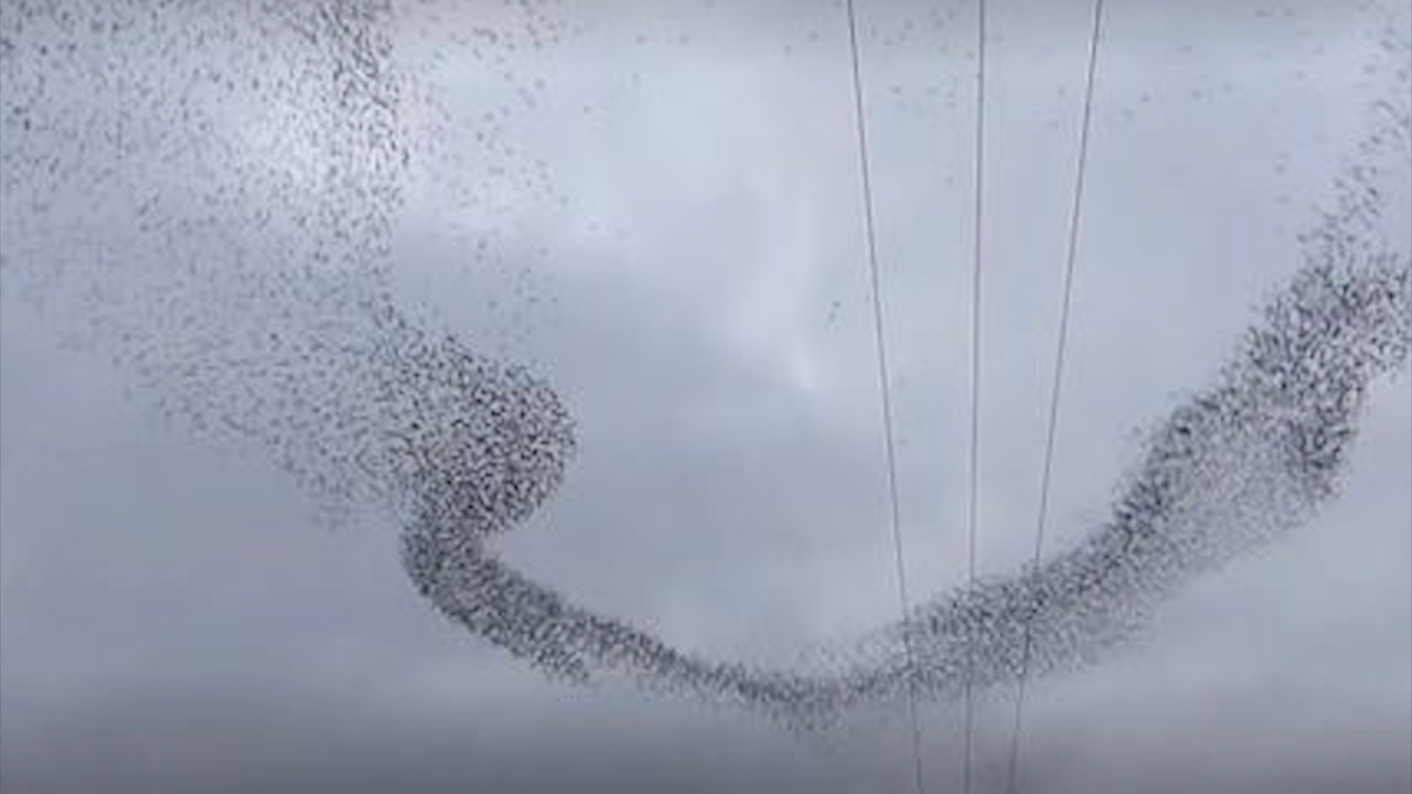 Hang chuc nghin con chim bay luon cung nhau nhu dai ngan ha hinh anh