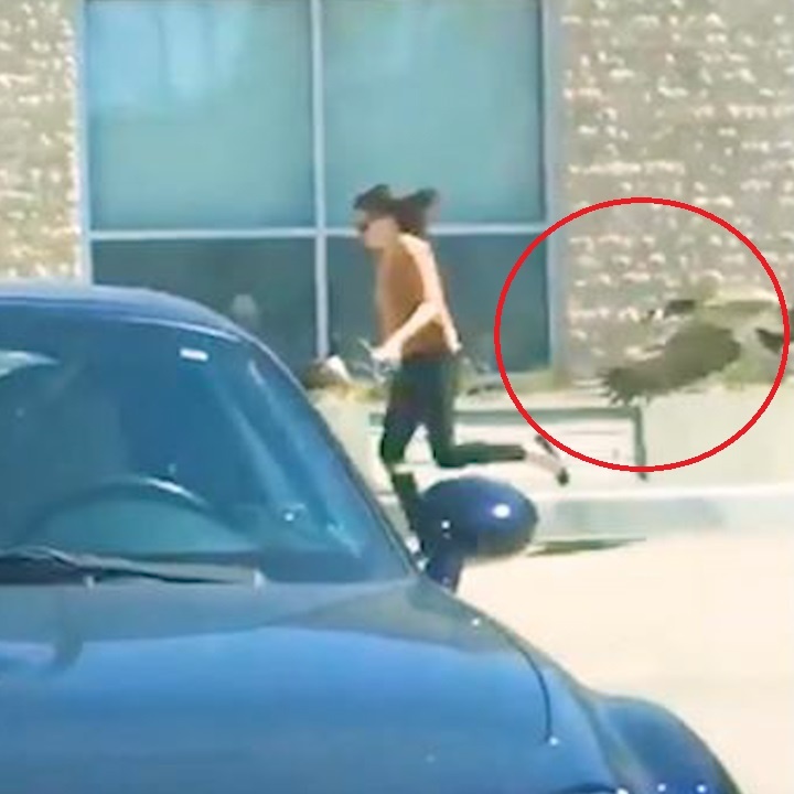 Nhung tinh huong loai chim 'tan cong' nguoi di duong hinh anh