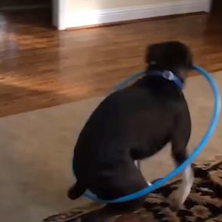 Chu cho ngo ngac choi lac vong khien chu phi cuoi hinh anh