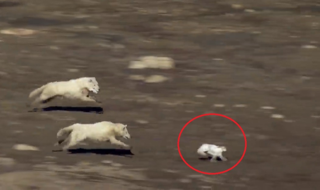 Cuoc ruot duoi sieu kich tinh khi cho soi san tho rung hinh anh