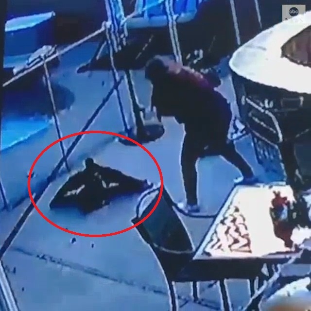 Chim ung mo vao tan nha dan bat cho con o My hinh anh