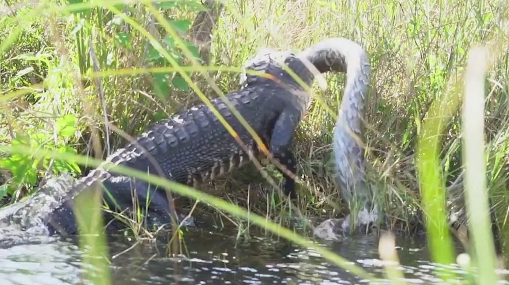 Ca sau ngau nghien nuot con tran khong lo hinh anh