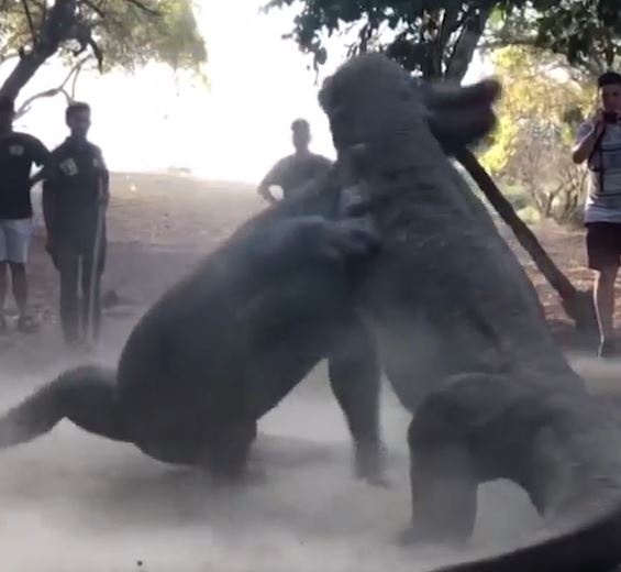 Rong Komodo giao chien du doi truoc mat du khach hinh anh