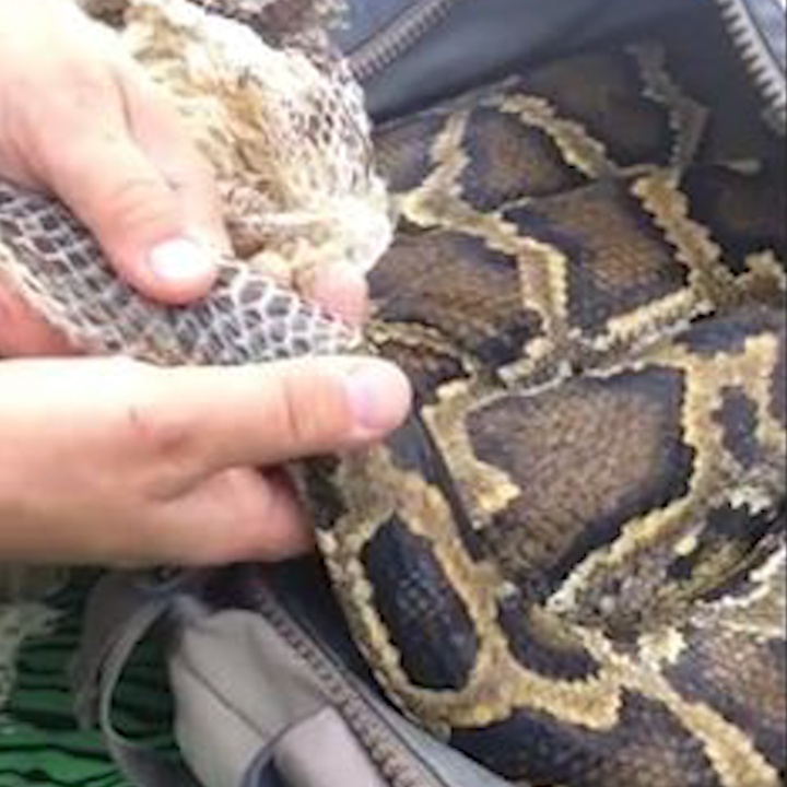 Bac si thu y giup tran khong lo lot xac hinh anh