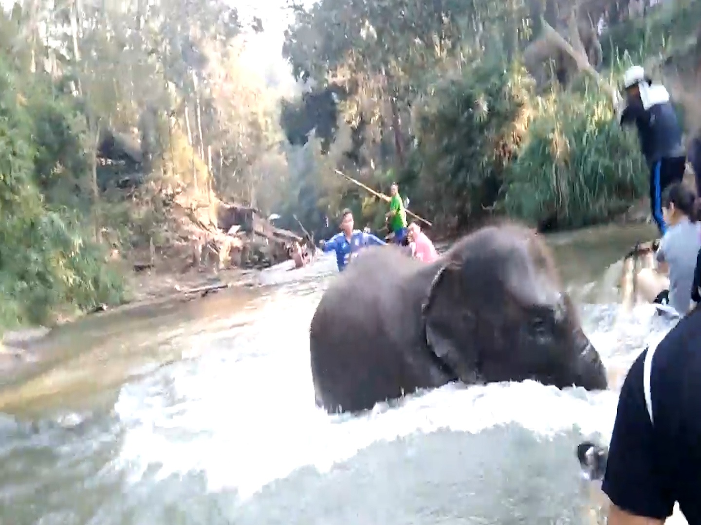 Voi rung noi dien, huc lat thuyen du khach tai Thai Lan hinh anh