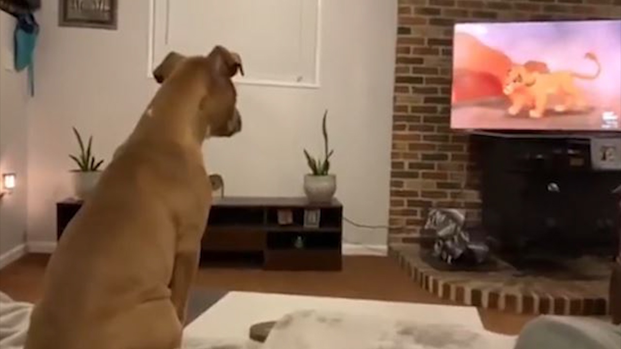 Cho cung 'khoc' khi xem doan phim cam dong cua 'Vua Su Tu' hinh anh