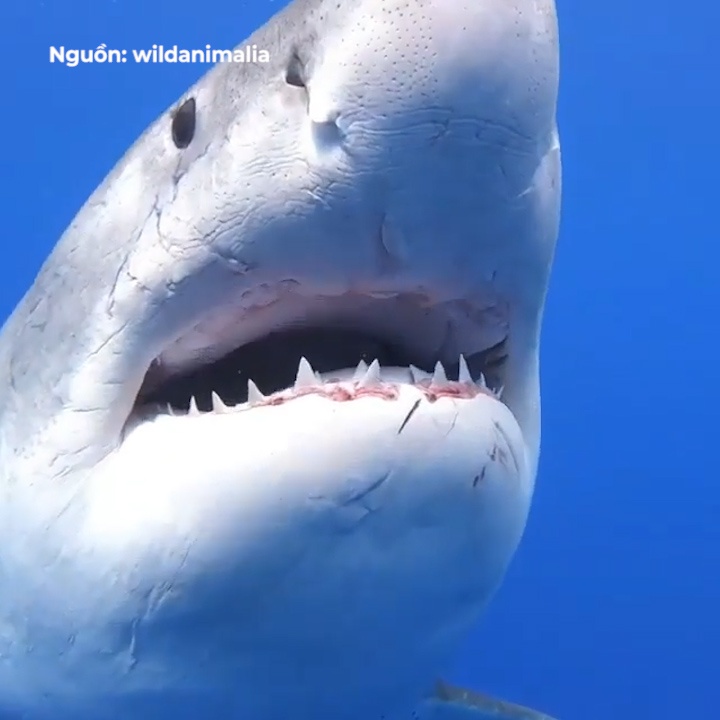 Ca map khong lo luon lo ben duoi thuyen cua nhung tho lan hinh anh