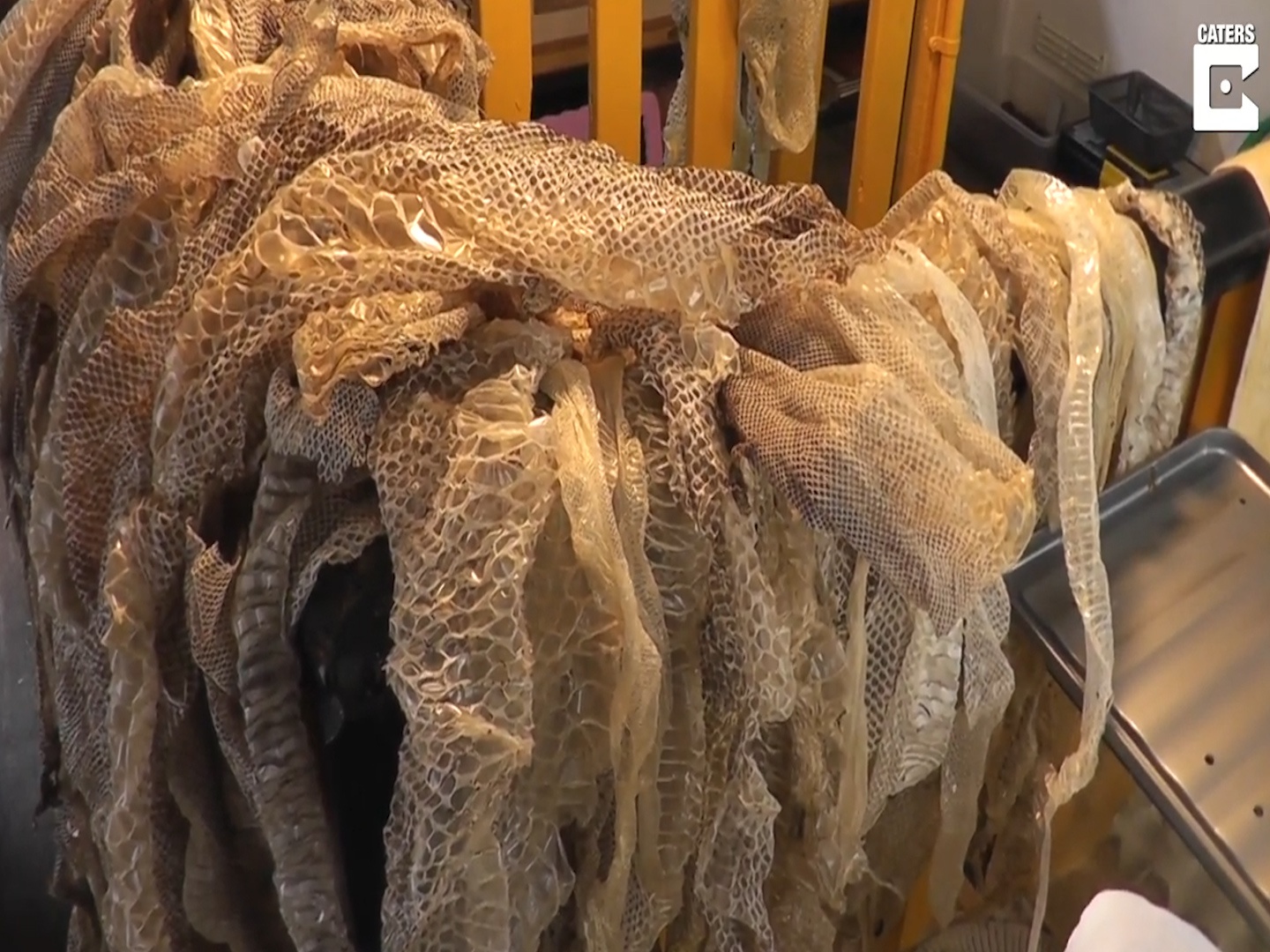 Nguoi phu nu Anh nuoi hang tram chu tran lam thu cung hinh anh