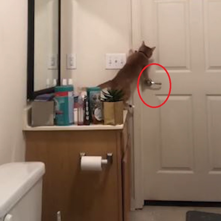 Meo 'lua chu', tu mo cua de chay di choi hinh anh