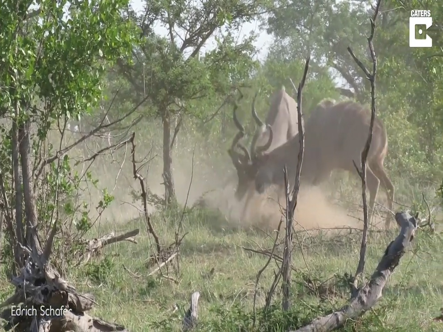 Linh duong hung hang tan cong doi thu bang chiec sung dai hon 1 met hinh anh