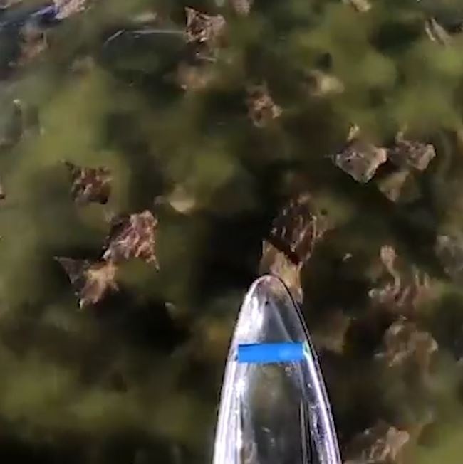 Cheo thuyen tren bien bat gap dan ca duoi dang di cu hinh anh