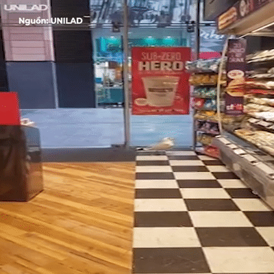 Chim hai au dot nhap sieu thi trom banh 'qua nhanh qua nguy hiem' hinh anh