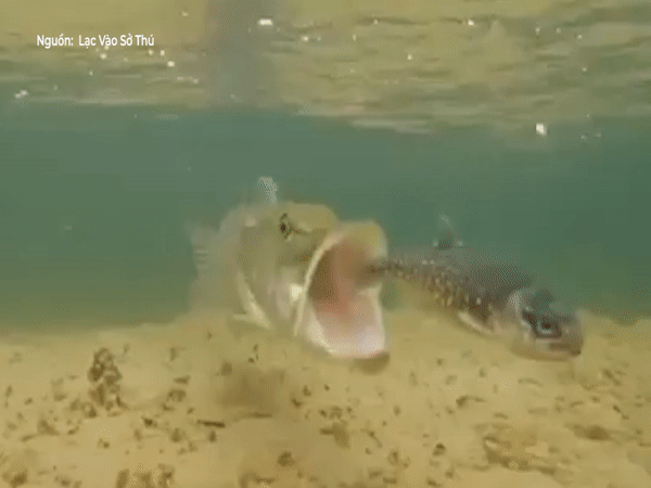 Ca cho phuong Bac nuot chung con moi chi trong nua giay hinh anh