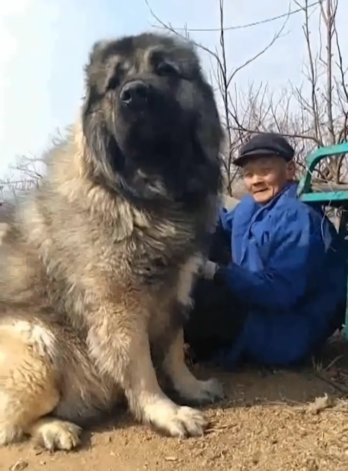 Can canh cho chan cuu khong lo to nhu su tu hinh anh