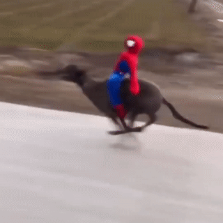 Spiderman thu bong cuoi cho, chay nhu ngua hinh anh