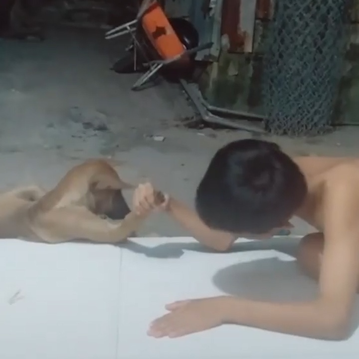 Man vat tay bat phan thang bai giua nguoi va cho cung hinh anh