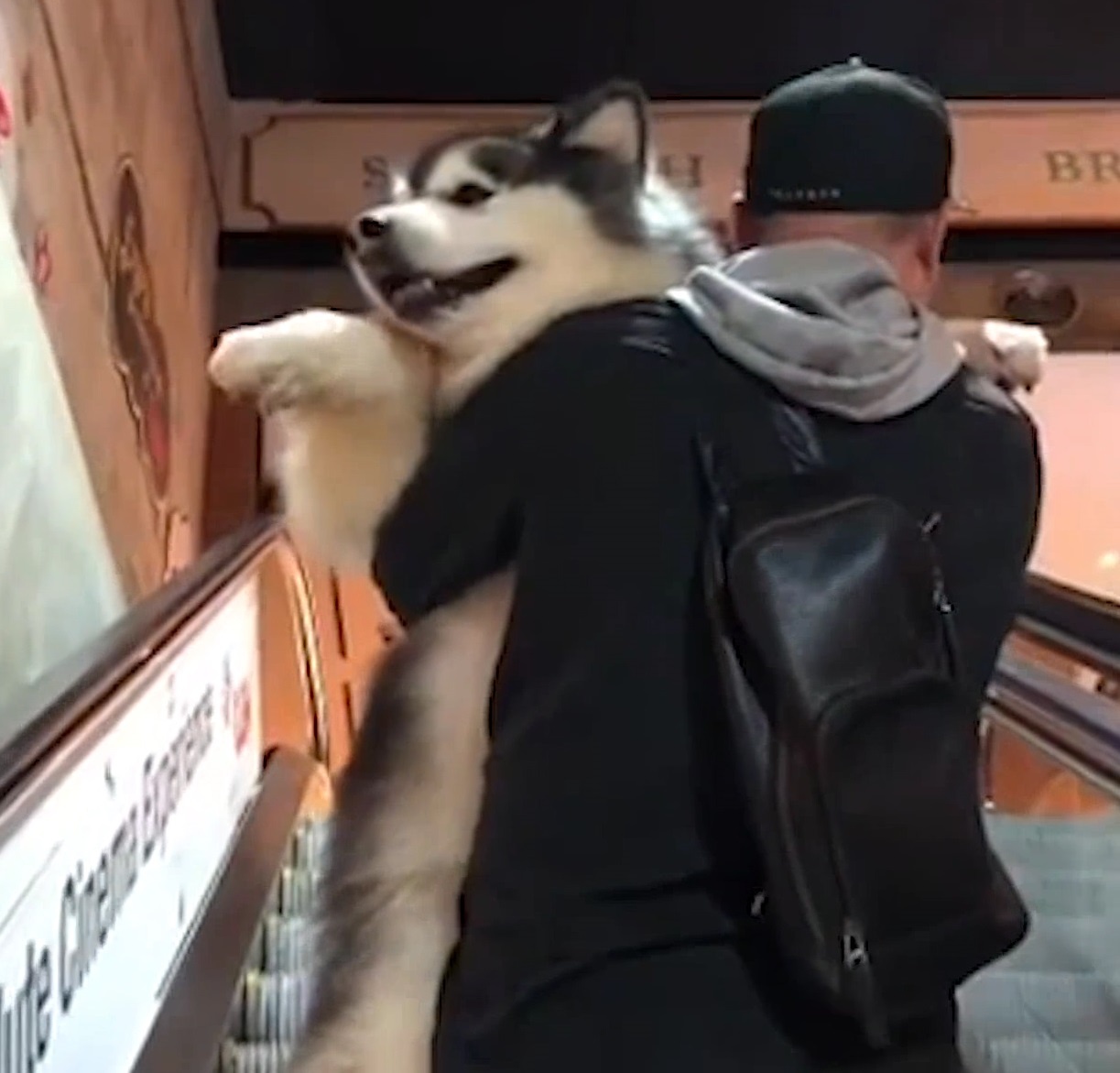 Cho duoc chu be len nguoi vi so di thang cuon hinh anh