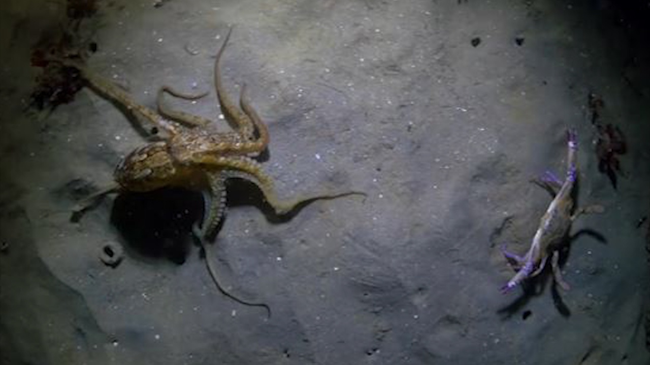 Ruot duoi cua, bach tuoc vo tinh tro thanh moi cua hai cau hinh anh