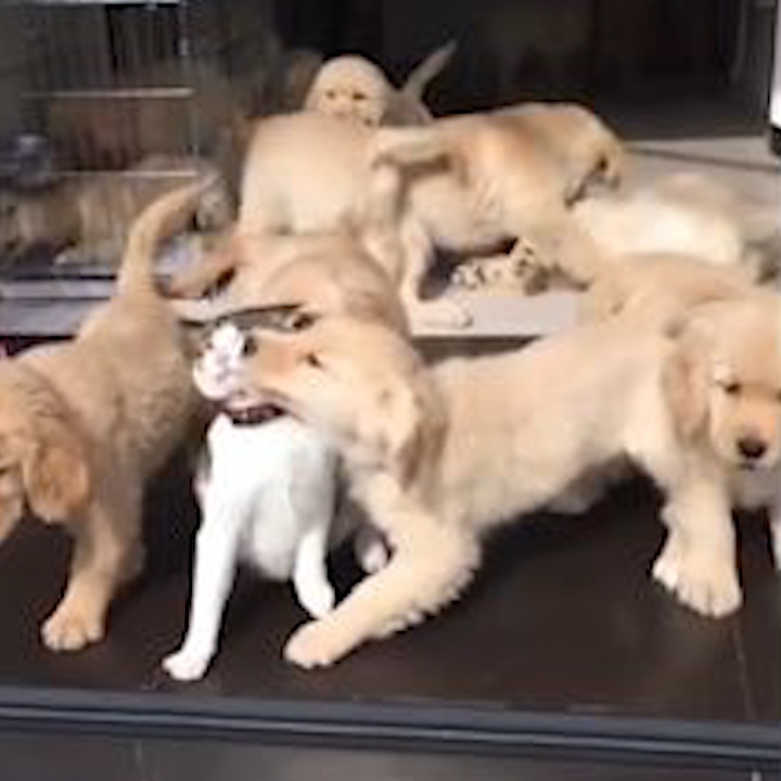 Chu meo 'kien nhan' chiu su cung nung cua dan cho con hinh anh