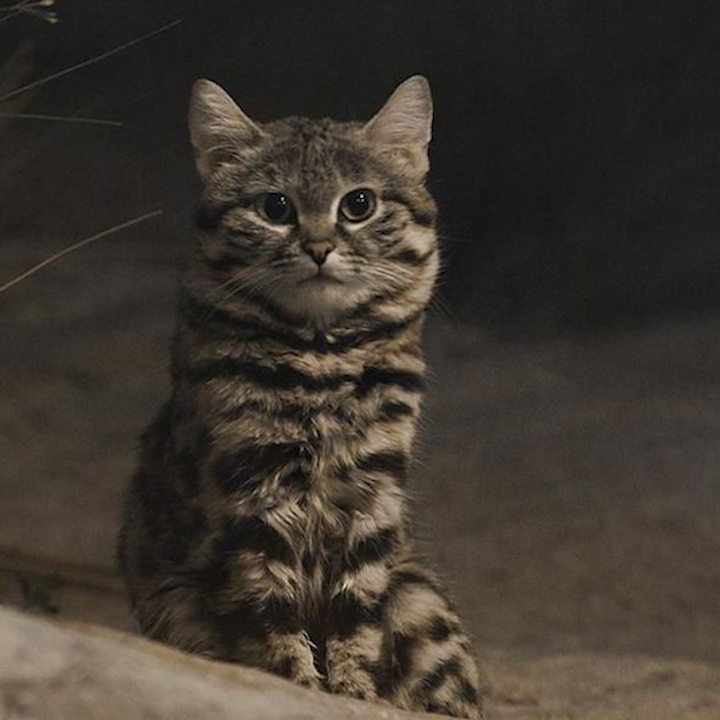 Ban nang sat thu cua loai meo 'nho con' nhat chau Phi hinh anh