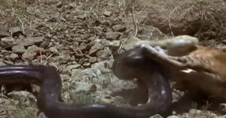 Su tu bi tran siet chat may man duoc anh em cuu thoat hinh anh