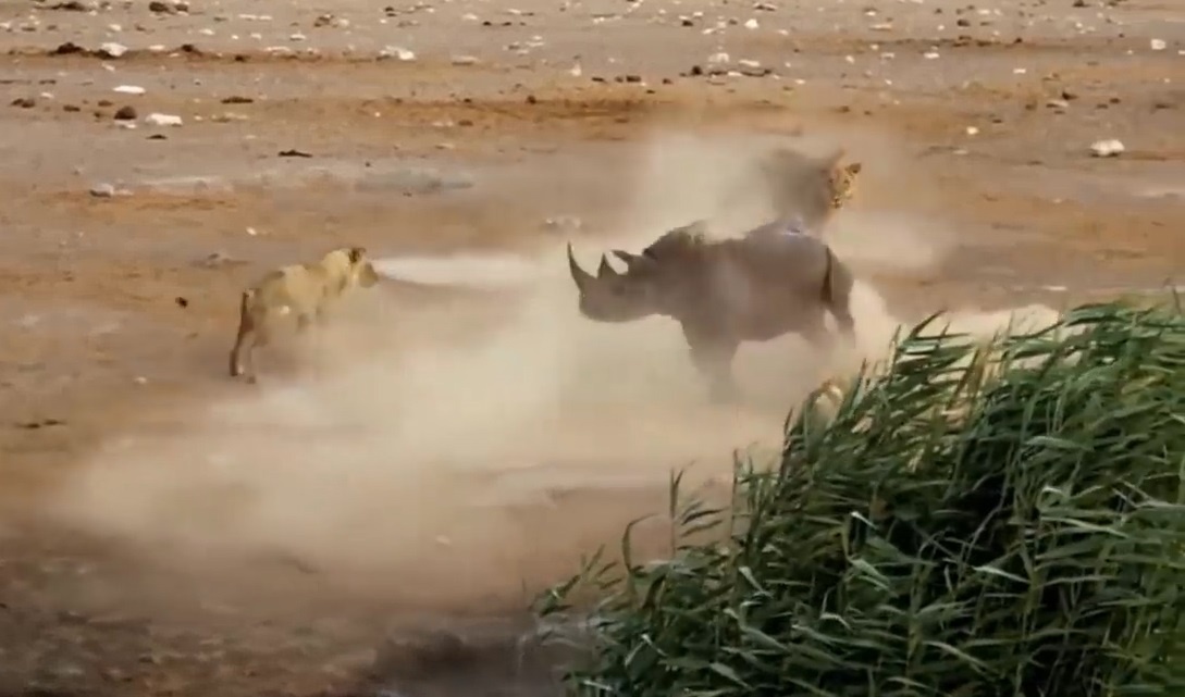 Te giac dung manh danh tra ca dan su tu hinh anh