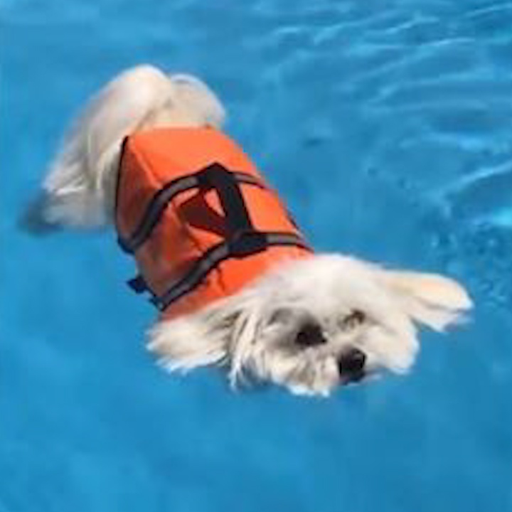 Chu cho hoc boi trong bat dong hai huoc hinh anh