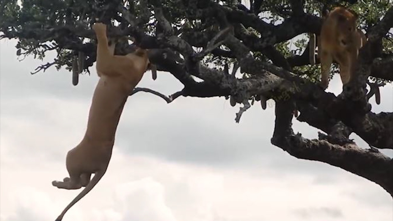 Nhung pha nga nhao cua su tu khi leo len cay cao hinh anh