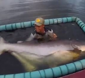 Chang trai di cau 'chien dau' de bat duoc ca khong lo hinh anh