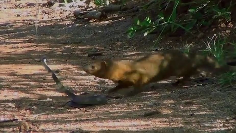 Cuoc chien sinh tu giua cay mangut va ran mamba den hinh anh