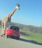 Huou cao co doi ra duong 'trom' thuc an trong oto hinh anh