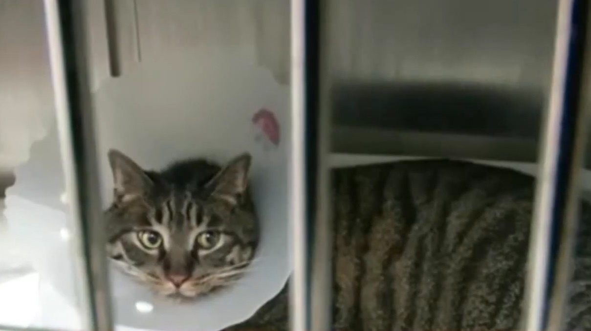 Chu Trung Quoc chi 10.000 nhan dan te dua meo di cat mi de thi sac dep hinh anh