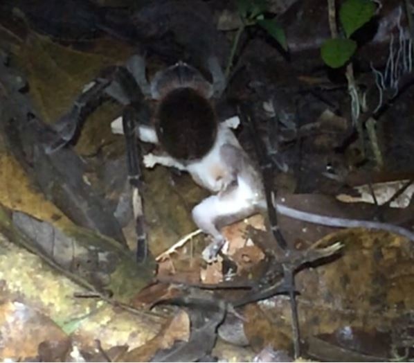 Can canh loai nhen Tarantula bat va an thit chuot hinh anh