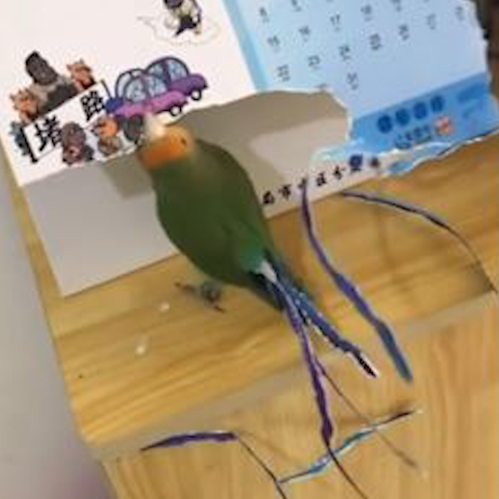 Vet biet tu cat giay lam duoi cho minh hinh anh