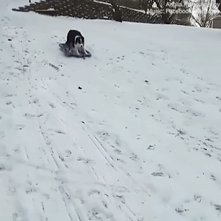 Cho thong minh tu minh dung van truot de truot tuyet hinh anh