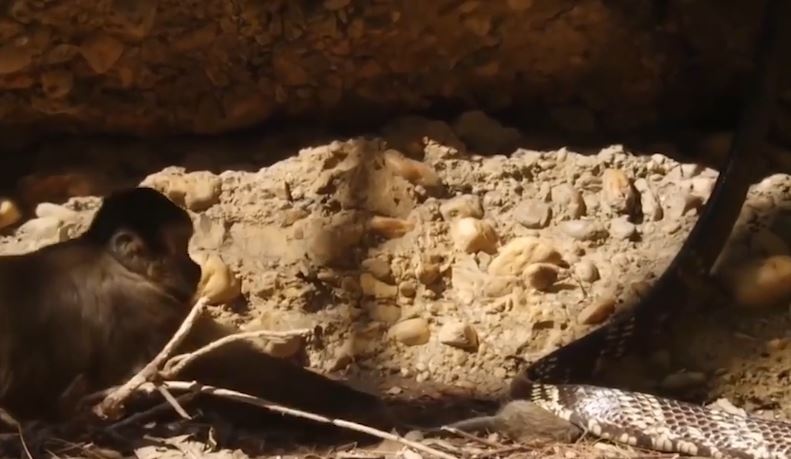 Bay khi 'giai cuu' chuot dang bi ran can hinh anh