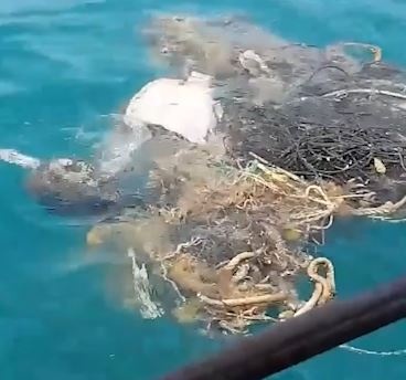 Ngu dan giai cuu rua bi mac luoi tren bien Thai Lan hinh anh