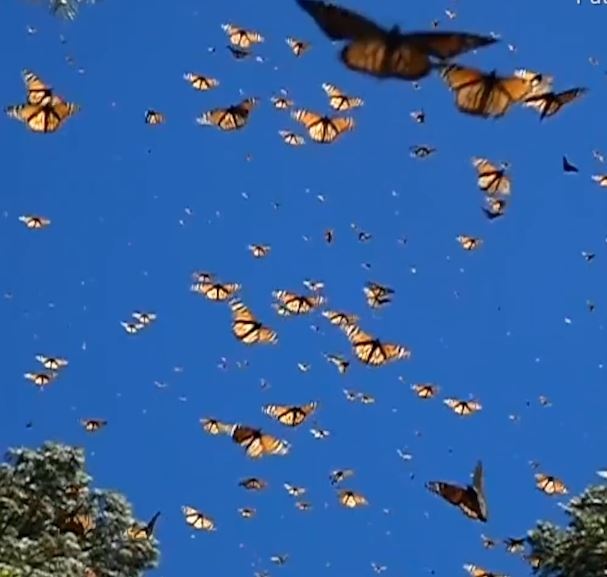 Hang nghin con buom chua bay rop troi khi dang di cu hinh anh