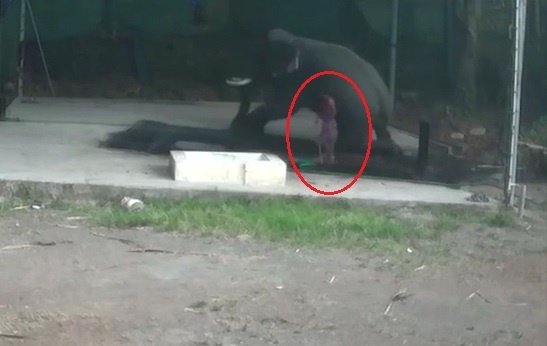 Danh voi bang gay, nguoi cham soc bi voi giam den chet hinh anh